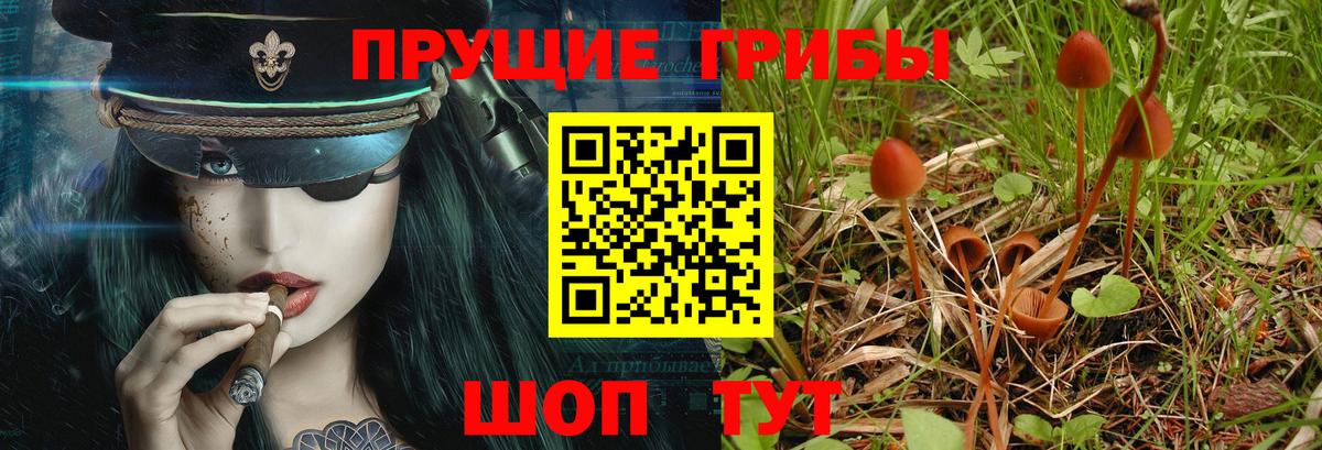 Галлюциногенные грибы Cubensis Верхняя Пышма